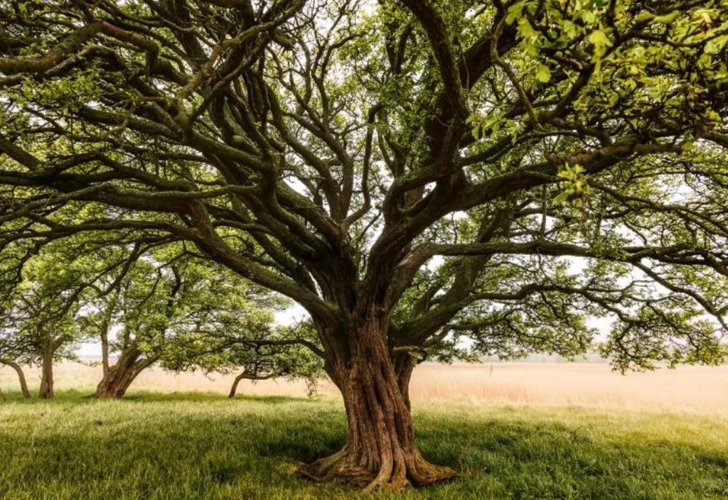 Raízes que guardam o clima: figueiras armazenam carbono em forma de minerais, preservando-o no solo por séculos