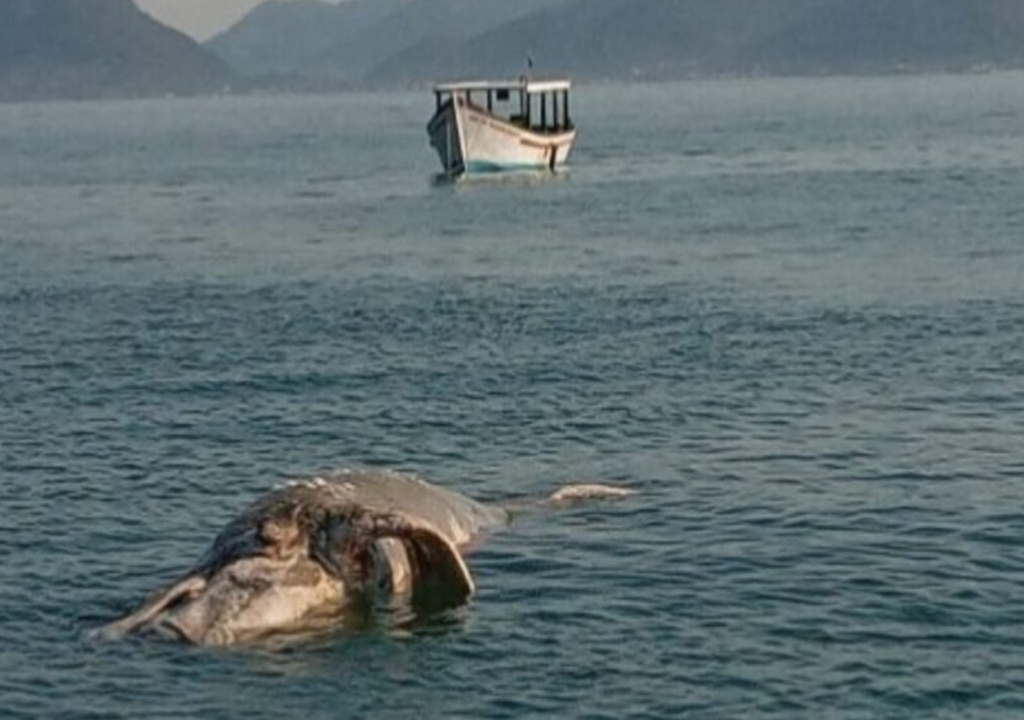 Mortes de filhotes de baleia-franca em SC reacendem alerta ambiental e ações acadêmicas. Mortes de filhotes de baleia-franca em SC reacendem alerta ambiental e ações acadêmicas.