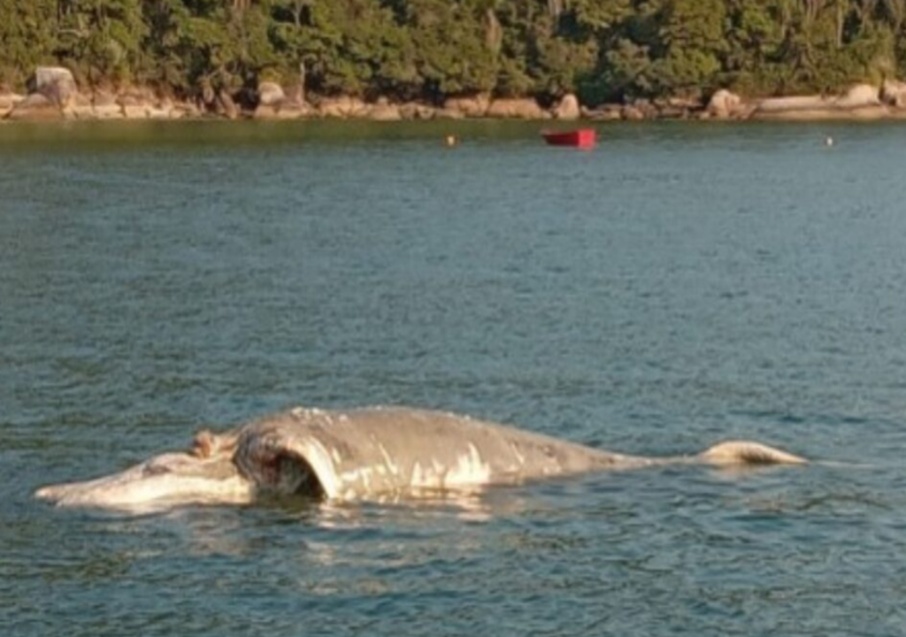 Nova temporada de baleias em SC começa com mortes e reação de instituições ambientais e acadêmicas Nova temporada de baleias em SC começa com mortes e reação de instituições ambientais e acadêmicas