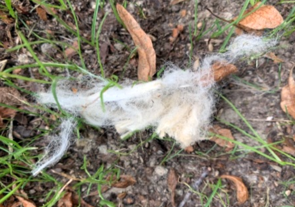 Un filtro de colilla de cigarrillo roto tirado en el césped. Los filtros de cigarrillos desechados, como el de la imagen de arriba, son la forma más común de basura en todo el mundo. Crédito: John Atkinson, Universidad de Buffalo.