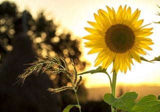 Fim-de-semana a chegar... temperaturas a aumentar?