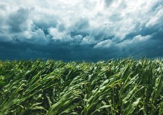 Fim de semana terá massa de ar frio e bastante vento: INMET emite avisos de queda de temperatura e ventos costeiros