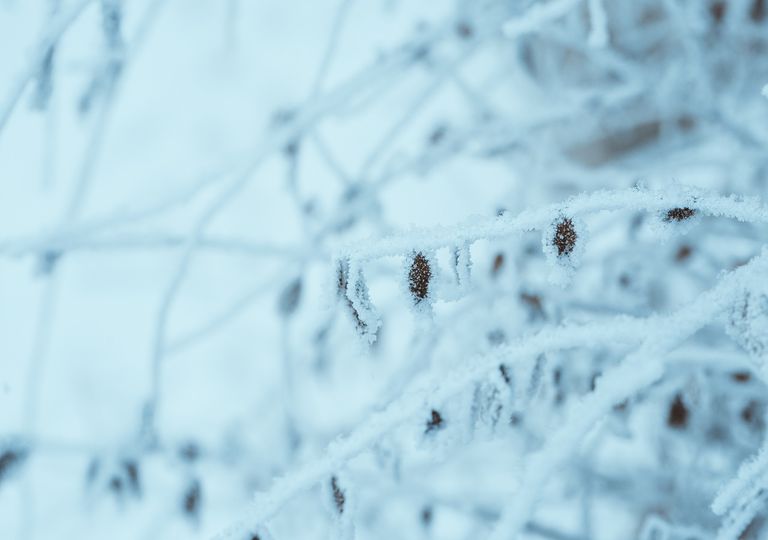 Temperaturas con mínimos de hasta -15 °C en estados del norte de México Temperaturas con mínimos de hasta -15 °C en estados del norte de México