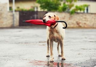 Fin de semana fresco, ventoso, y con lluvias y nevadas