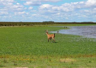 Un fin de semana largo en la naturaleza: 5 áreas protegidas imperdibles a pocos kilómetros de Buenos Aires