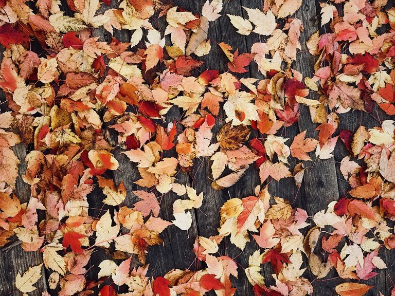 Otoño Pronostico Clima Tiempo Otoño Pronostico Clima Tiempo