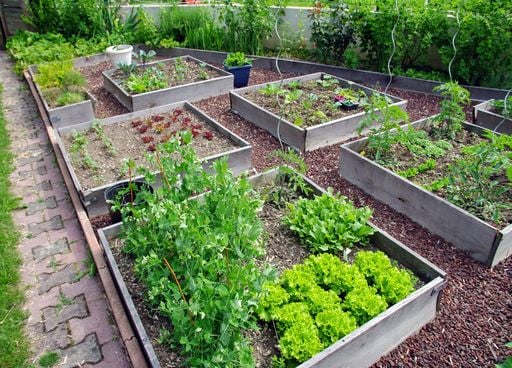 Fin des Saints de glace : est-ce le bon moment pour planter vos l&eacute;gumes au jardin ?
