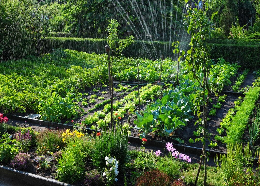 Un potager abrité des grands vents sera plsu productif. Une culture assez dense permet aussi de limiter les "mauvaises herves". Un potager abrité des grands vents sera plsu productif. Une culture assez dense permet aussi de limiter les "mauvaises herves".