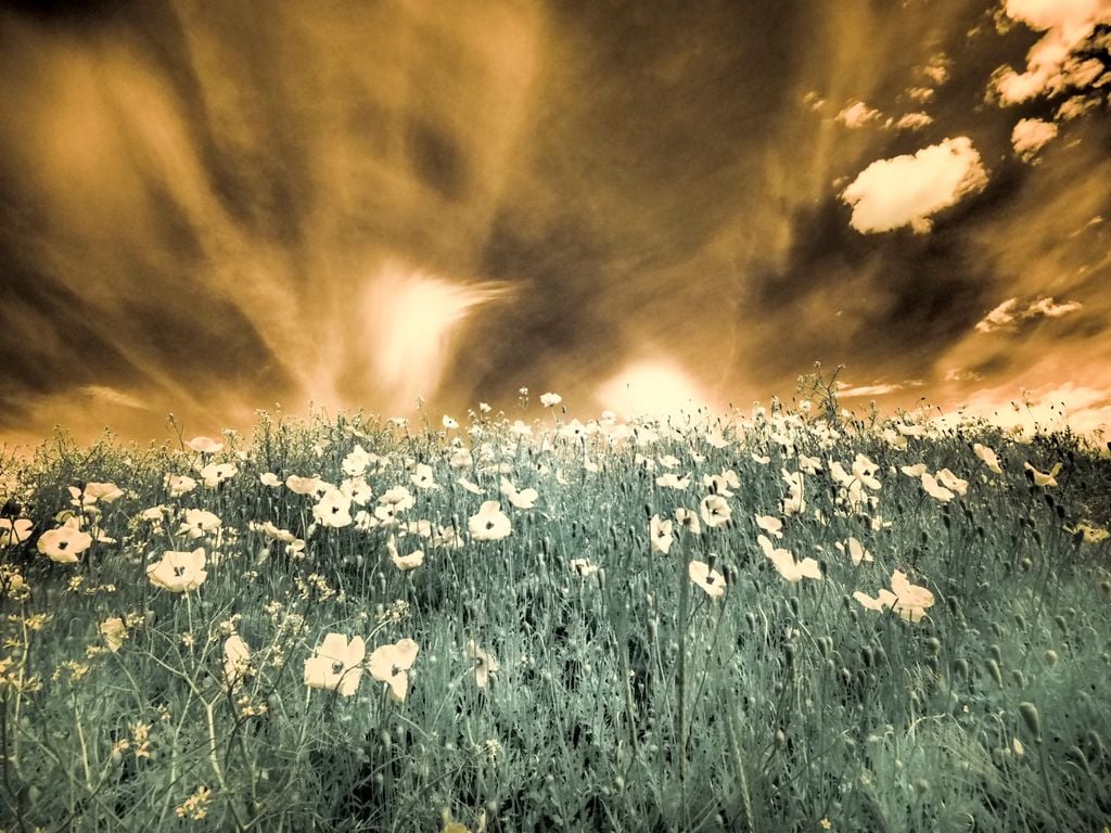 Il fumo prodotto dalla combustione della vegetazione contiene composti chimici in grado di rompere la dormienza dei semi.