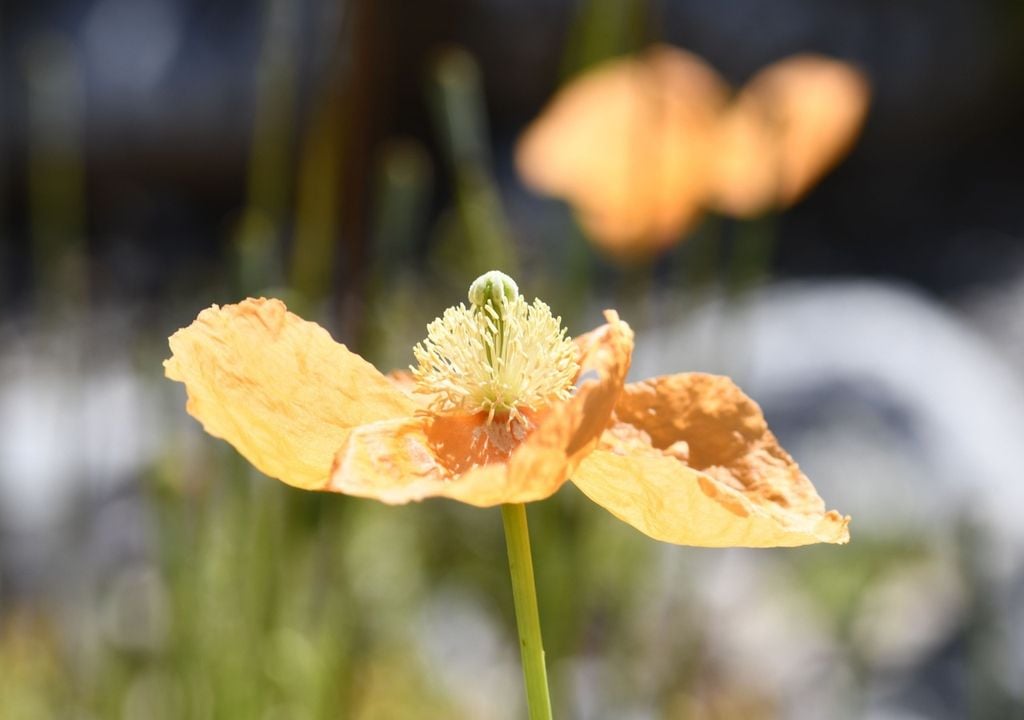 I singoli fiori durano pochi giorni, mentre l’intera popolazione può essere visibile solo per una stagione.