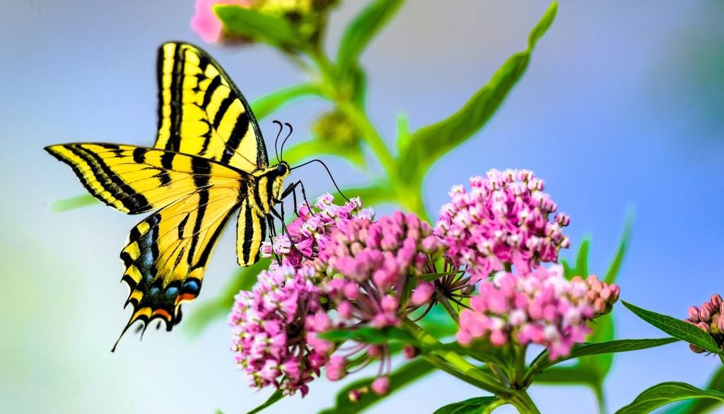 Fiori che attirano le farfalle: quali piantare in ottobre in base all'emisfero terrestre