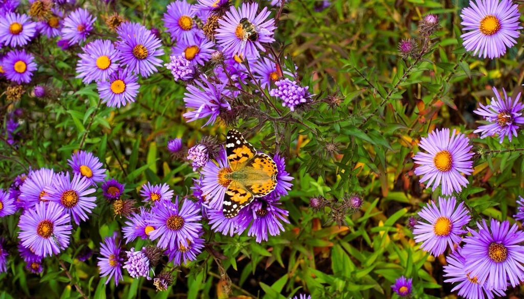 Aster