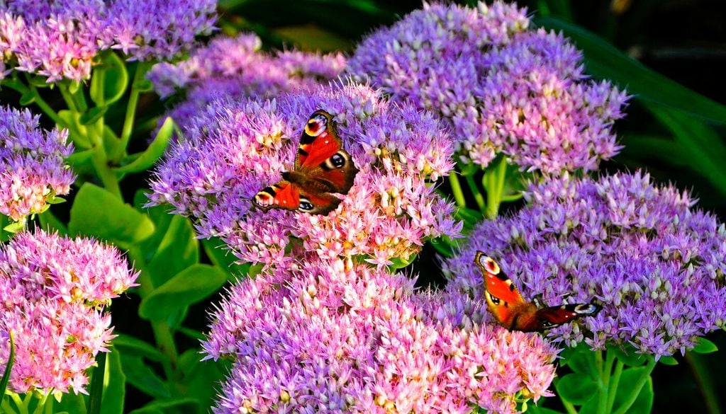 Sedum