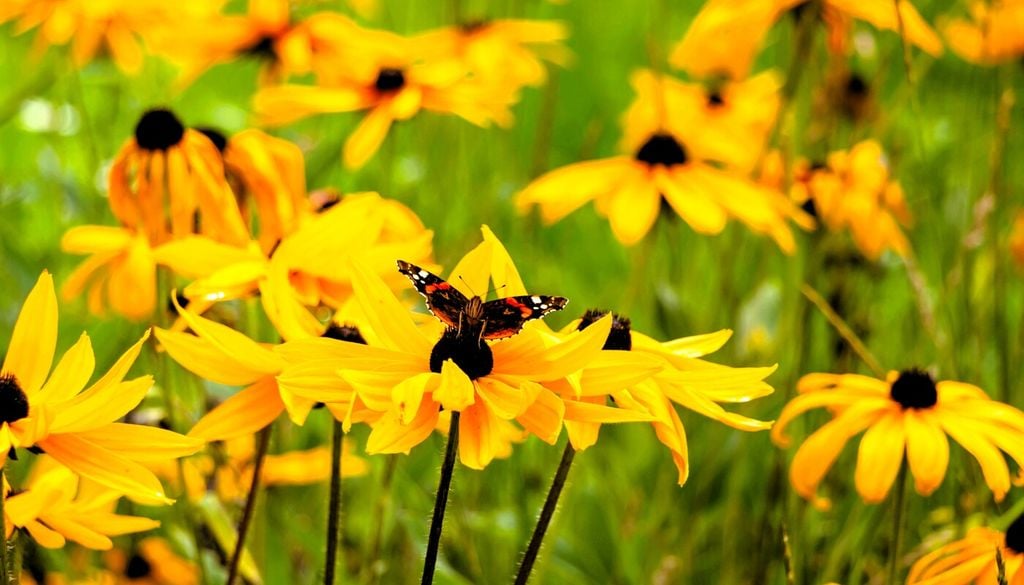 Rudbeckia