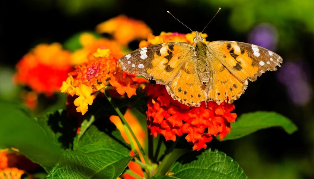 Lantana
