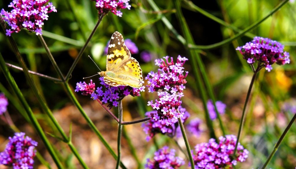 Verbena di Buenos Aires