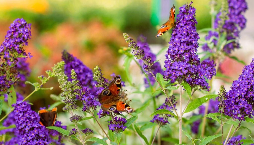 Buddleja