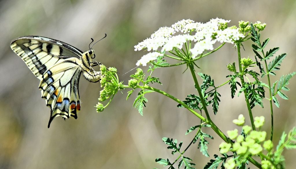 Femmina di macaone (Papilio machaon) durante l'ovideposizione: incurva l'addome per deporre un uovo sulla pianta ospite.