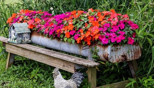 Fiori di vetro e Nuova Guinea: 5 semplici passi per ottenere spettacolari fioriture in ombra