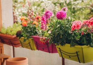 Fioriture estive generose e abbondanti: scegli una di queste 6 piante per decorare balconi e giardini nei mesi più caldi