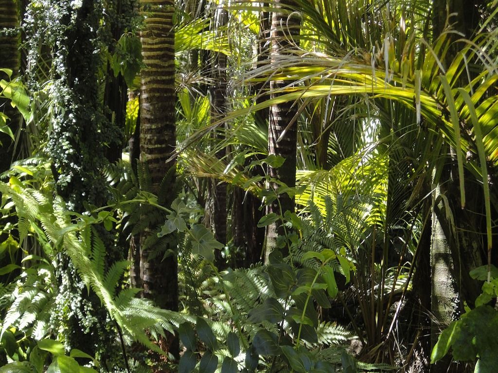 Vegetation in the Amazon.