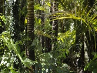 Fires surge across the Amazon rainforest