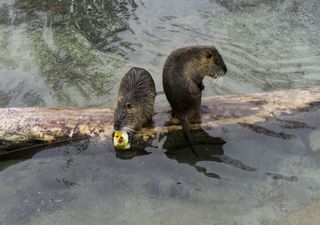 First wild beaver families permitted to settle in England