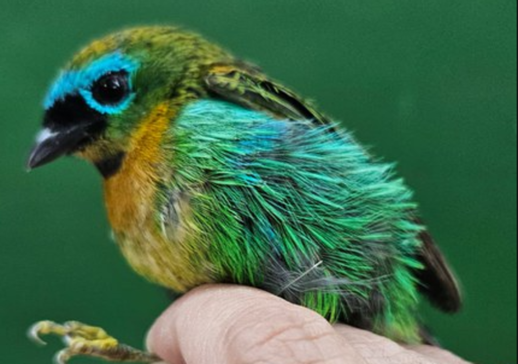 Passageiro foi impedido de levar aves brasileiras ao exterior