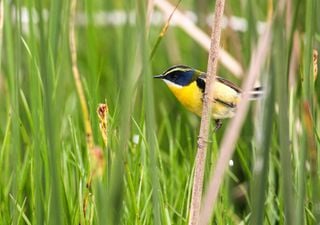 Fiu y los humedales: la realidad “no tan colorida” del pájaro más famoso en Chile por estos días