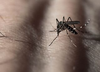Flambée des cas de chikungunya : l'épidémie se propage dans toute la France 