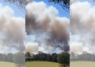 Videos e imágenes: incendio forestal obliga a declarar alerta roja comunal en Castro