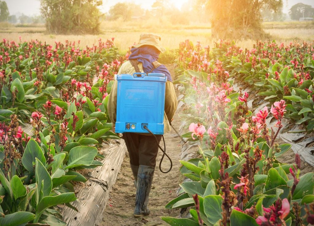 Fleurs pesticides champs Pollution Santé