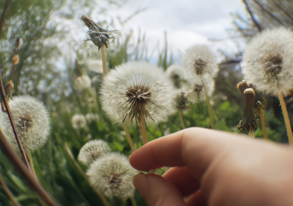 Löwenzahn, Flug, Forscher, Pusteblumen, Samen