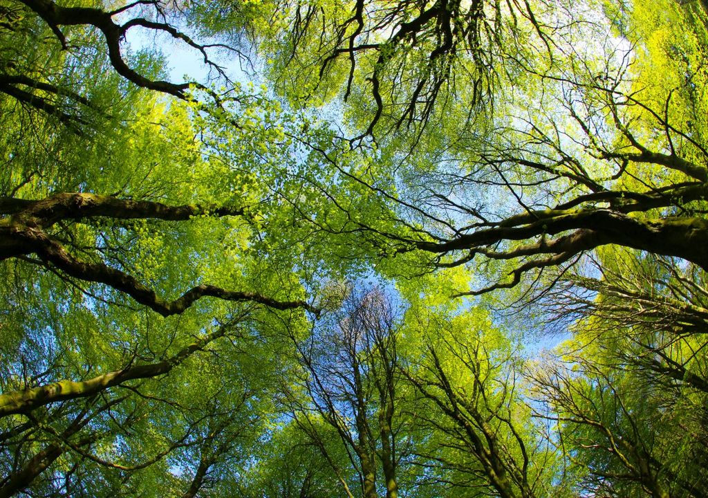 Trees absorb rainfall and protect against flooding