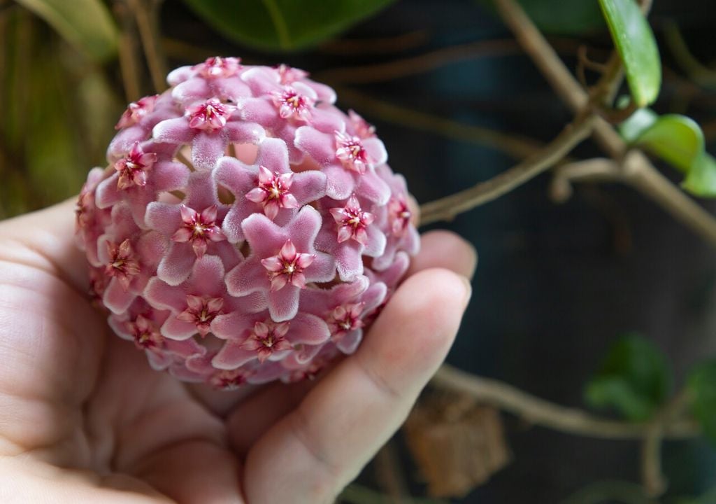 hoya carnosa flor hoya carnosa flor