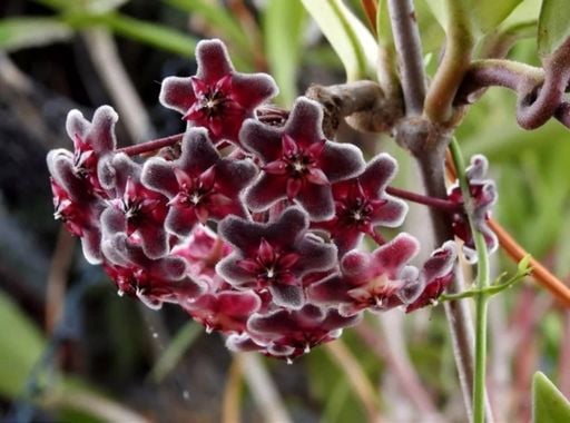 Flor de cera negra: conoce esta exótica flor con forma de estrella y aprende a cultivarla