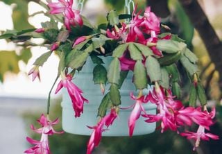 Flor-de-maio: forma simples de plantar com galho direto no vaso e ter flores lindas o ano todo