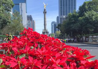 Cuidados de la flor de Nochebuena para alargar su floración