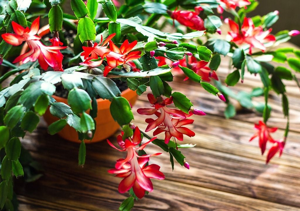 schlumbergera con flores