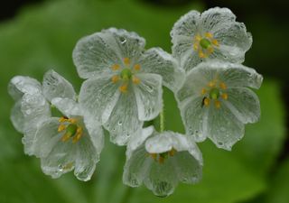 La "Flor Esqueleto" que cautiva a amantes y expertos en botánica