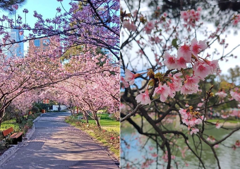 Floración de Sakura en el Jardín Japonés