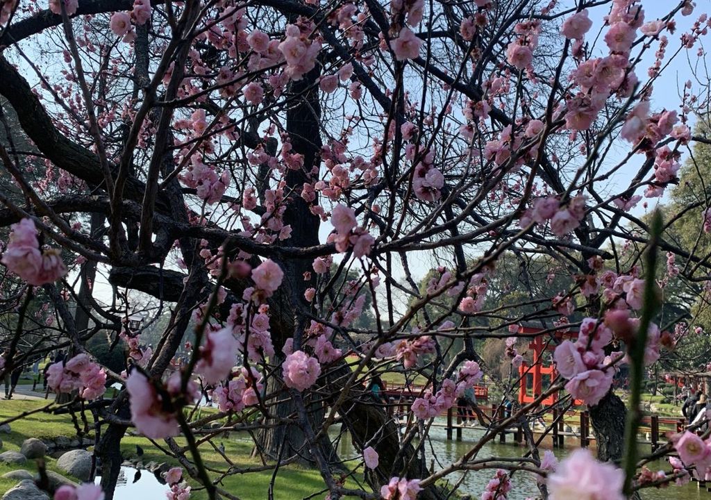 Jardín Japonés en Buenos Aires Jardín Japonés en Buenos Aires