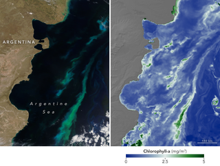 Floración de verano en el mar argentino