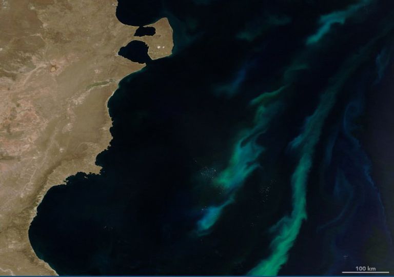 Floración De Verano En El Mar Argentino Floración De Verano En El Mar Argentino