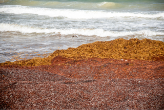 Floración masiva y récord de sargazo en el Atlántico en marzo de 2023