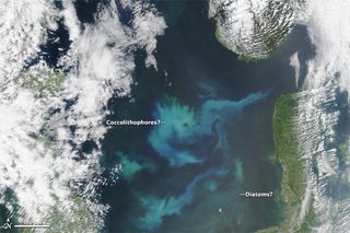 Floraciones en el Mar del Norte