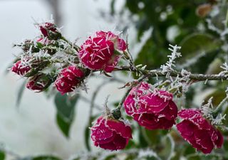 Floraciones tempranas: ¿señal de alerta o simple estrategia de las plantas? 
