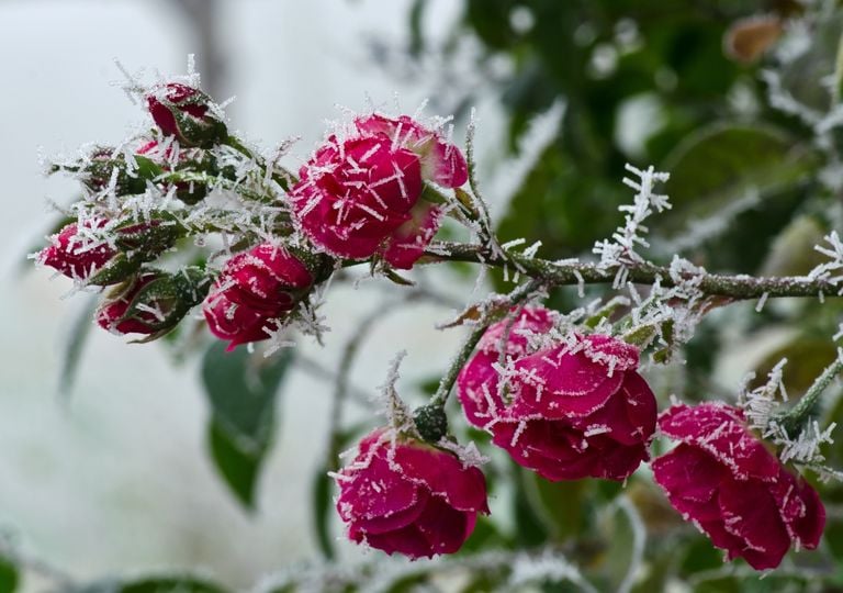 Floraciones tempranas: ¿señal de alerta o simple estrategia de las plantas?