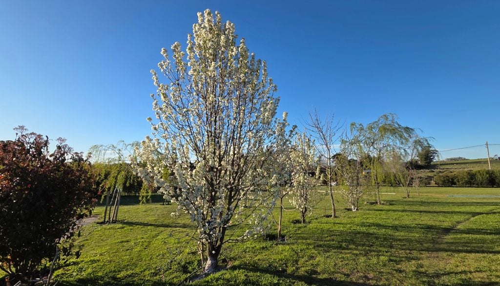 plantas La forma cónica y piramidal del Pyrus calleryana se define perfectamente cuando está en plena floración.
