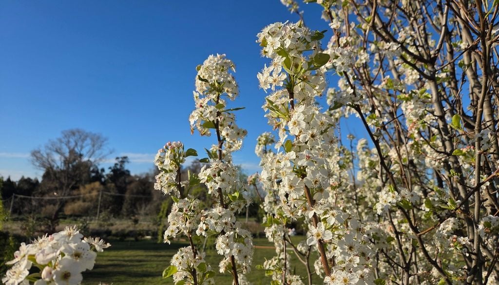 plantas Un árbol de crecimiento rápido que gana altura y estructura cónica en pocos años.